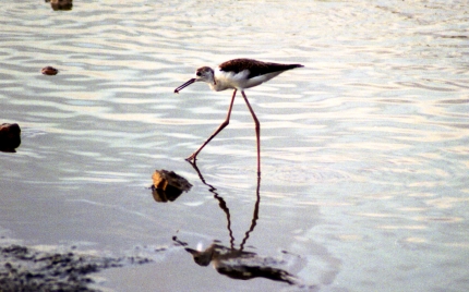 Imatge ampliada: Descobrir la fauna dels Muntanyans