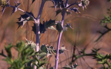 Imatge ampliada: Vegetació dels Muntanyans