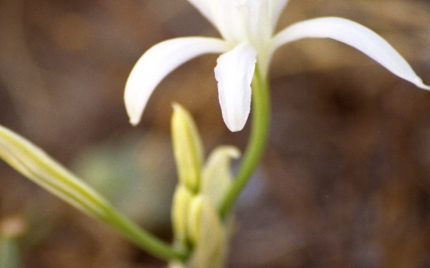 Imatge ampliada: Vegetació dels Muntanyans