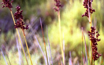 Imatge ampliada: Vegetació dels Muntanyans