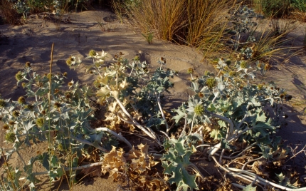 Imatge ampliada: Vegetació dels Muntanyans