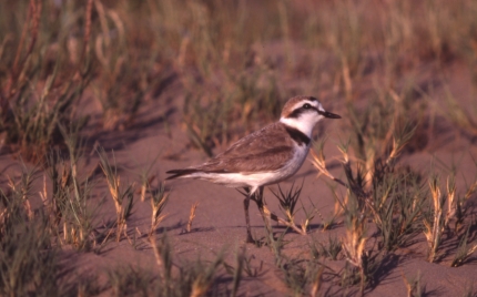 Imatge ampliada: Descobrir la fauna dels Muntanyans